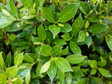 Ağaçtan bulanık arka plan ile yağmur mevsiminin şiddetli yağmur sonra parkta yağmur suyu yeşil yaprakları ıslak damla odaklanmak. Yağmurdan sonra yapraklar ve damlalar.