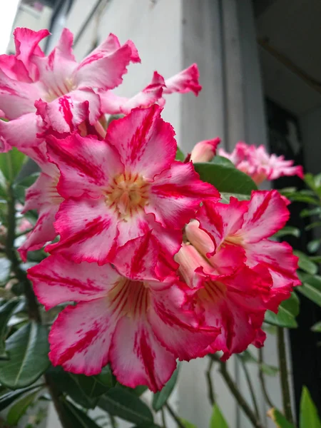 Adenium, or called Desert Rose. Bouquet of Adenium. Flowers Fresh pink flowers and stand out.