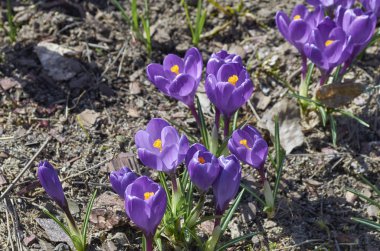Parkta bahar çiçekleri