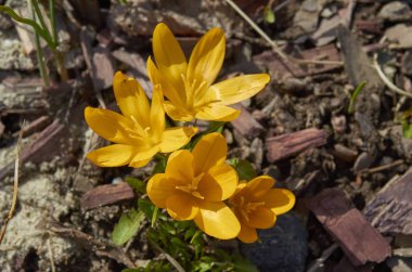 Parkta bahar çiçekleri