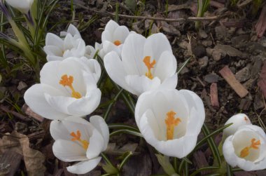 Parkta bahar çiçekleri