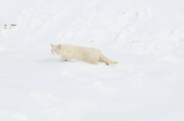 Белый Кот Снегу — стоковое фото