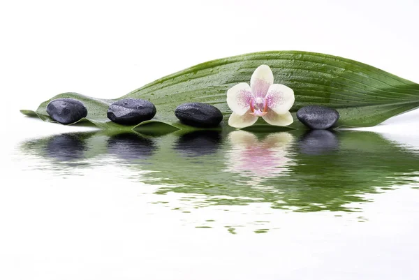 Wellness-miljö med svarta stenar och orkidé — Stockfoto
