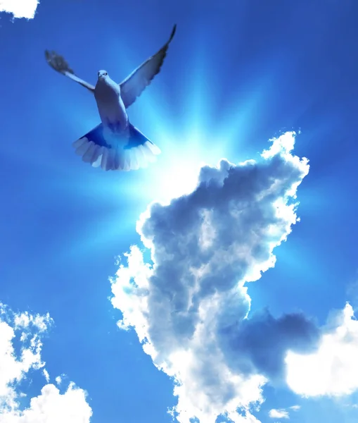 Mystical flight of a dove — Stock Photo, Image