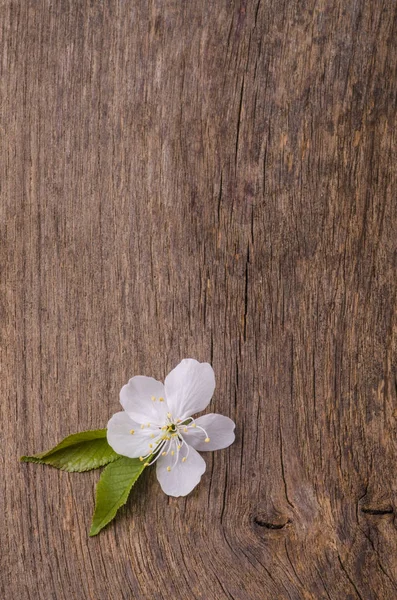 Fiore di ciliegio su sfondo di legno grezzo — Foto Stock