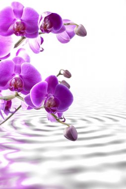 suya yansıyan mor orkideler