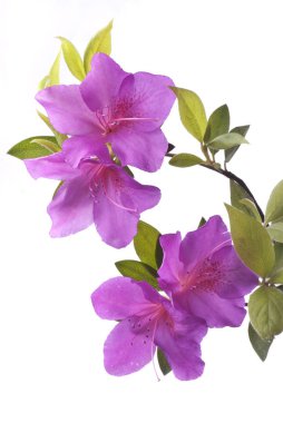 Mor açelya çiçek bahar