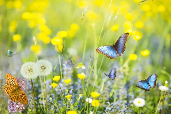 Blaue Schmetterlinge im Vordergrund fliegen auf einer sonnigen Wiese — Stockfoto