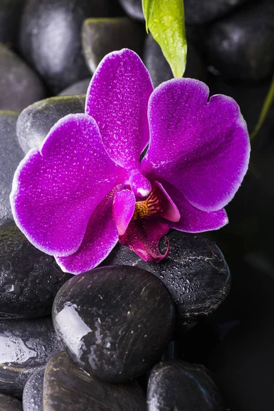 Florale Schönheit auf schwarzen Steinen — Stockfoto