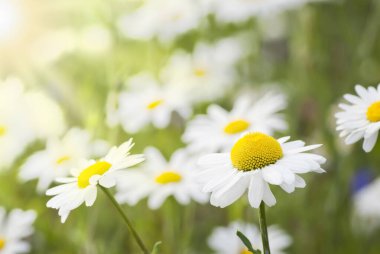 Çiçek açan çayır, yakında papatyalar.
