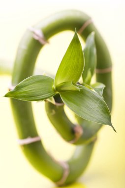 Bambu, gençliğin sembolü.