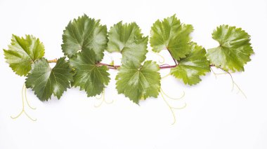 Beyaz arka planda yeşil ve sağlıklı yapraklarla büyüyen sarmaşık dalı