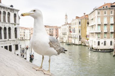 Önplanda martı olan Venedik arka planı