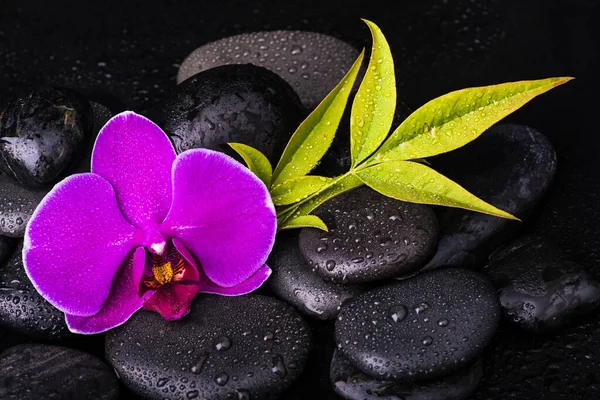 Spa Gruppe Schwarzer Steine Mit Lila Orchideenblüte Und Laub Auf — Stockfoto