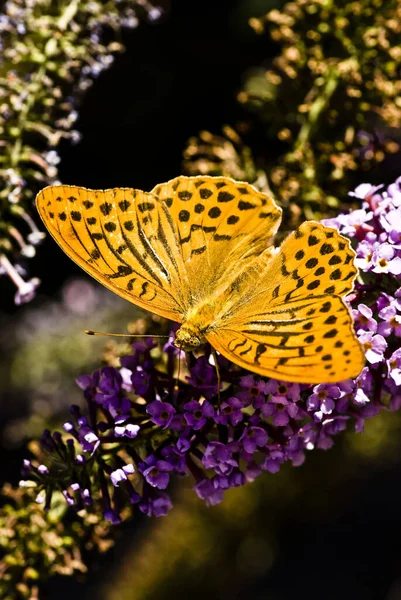 Makro Von Argynnis Paphia Dem Häufigsten Schmetterling Italien — Stockfoto