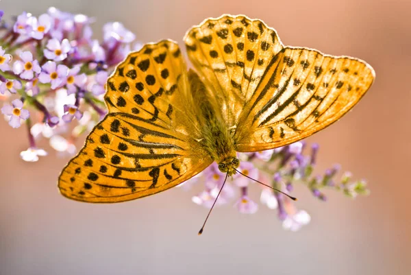Macro Argynnis Paphia Mariposa Común Italia —  Fotos de Stock