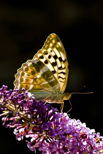 Makro Von Argynnis Paphia Dem Häufigsten Schmetterling Italien — Stockfoto