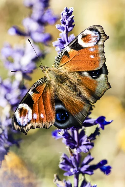 Makro Eines Schmetterlings Sättigung Der Schmetterling Mit Augen — Stockfoto