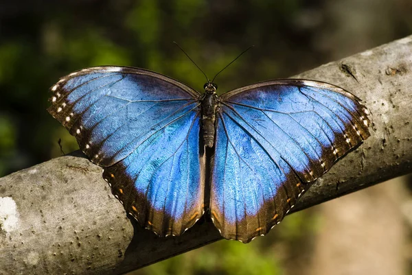Makro Eines Tropischen Schmetterlings Blauer Morpho — Stockfoto