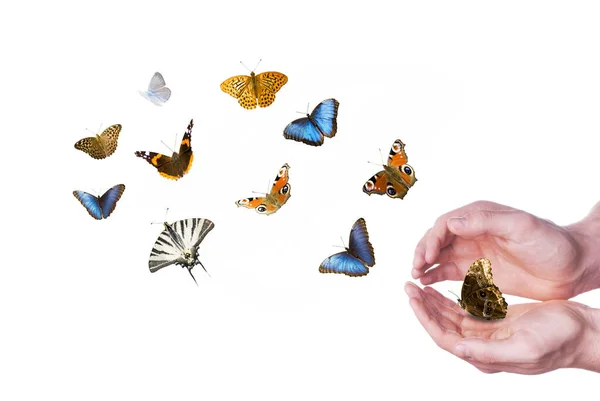 Papillons Colorés Différentes Couleurs Espèces Vol Sur Fond Blanc Scène — Photo