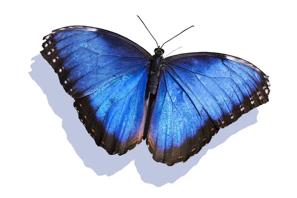 Macro Papillon Tropical Morpho Bleu Isolé Fond Blanc — Photo