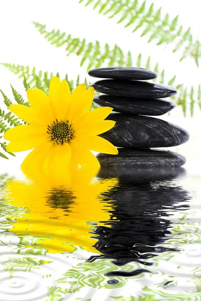 Schwarze Steine Massage Und Natur Entspannenden Zen Garten — Stockfoto