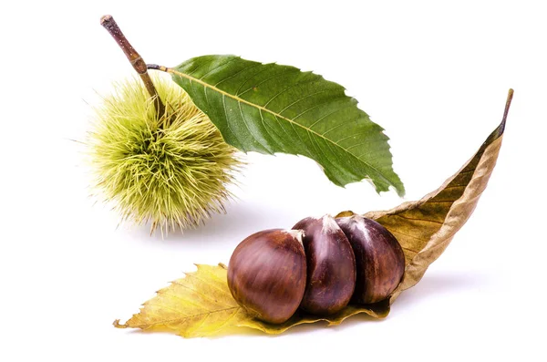 Sommige Kastanjes Kastanje Egel Gebladerte Geïsoleerd Van Witte Achtergrond — Stockfoto