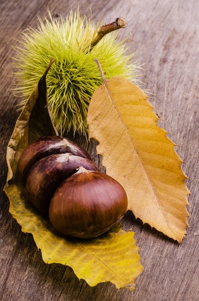 Some Chestnuts Chestnut Hedgehog Leaves Isolated Rustic Wooden Background — Stock Photo, Image