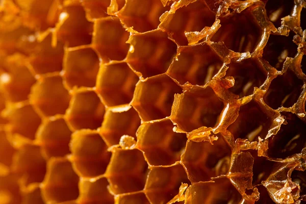 Honeycomb Employed Honey Foreground — стоковое фото