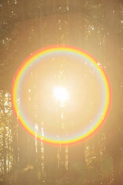 Dramática Luz Través Bosques Árboles Bosque Invierno Tiempo Mágico Efecto — Foto de Stock