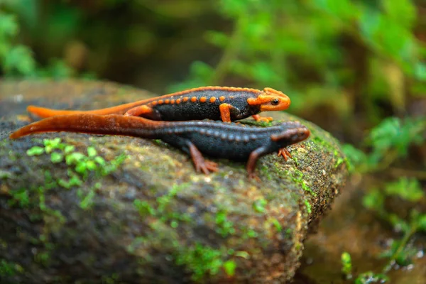Krokodil Salamander — Stockfoto