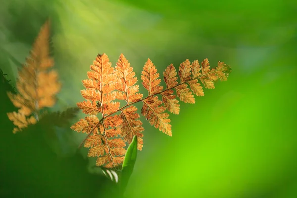 Collina foresta sempreverde — Foto Stock