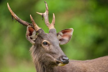 erkek sambar geyiği 