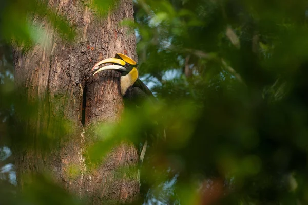 Velké hornbill — Stock fotografie