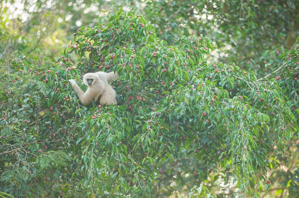 Gemeenschappelijke Gibbon op de vijgenboom. — Stockfoto