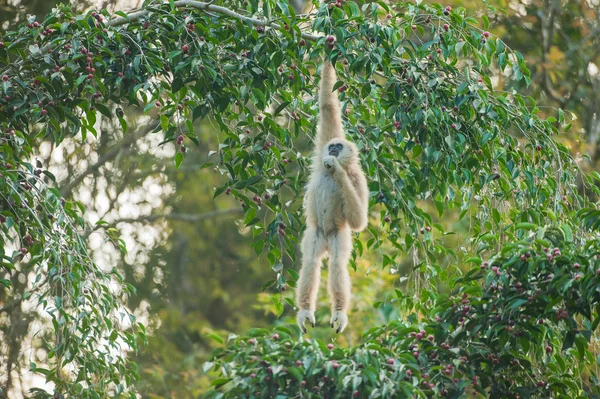 Gemeenschappelijke Gibbon — Stockfoto