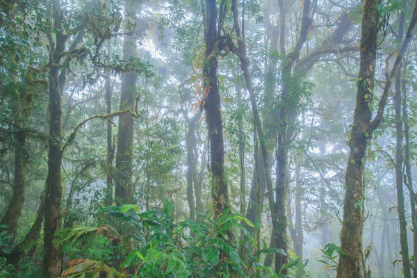 霧の中で東南アジアの常緑森林の丘します。. — ストック写真