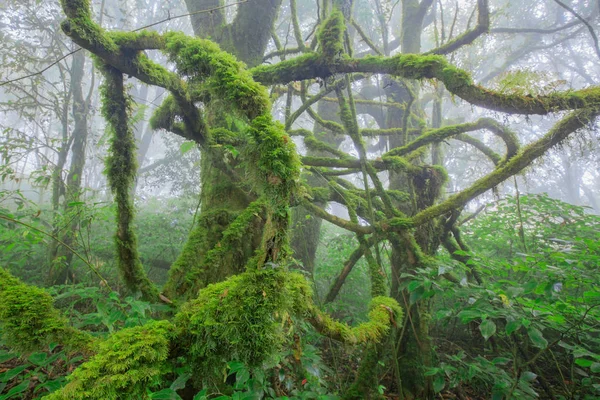 东南亚山地常绿森林 — 图库照片