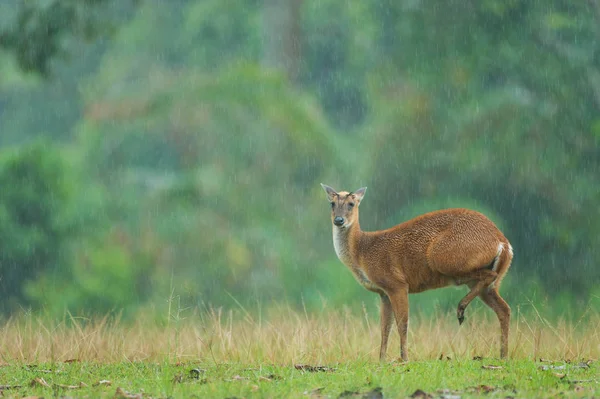 雨の中で赤ちゃんインドキョン — ストック写真