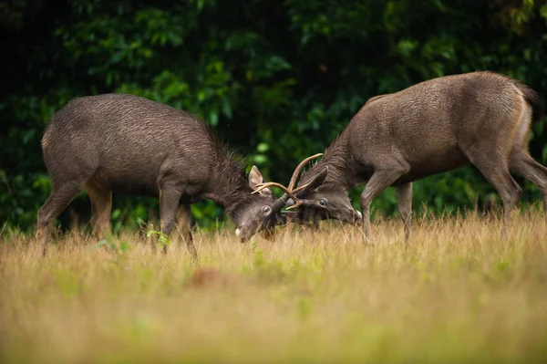 Manliga Sambar deer stags kämpar — Stockfoto