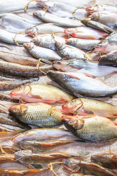 Édesvízi hal, a Mekong-folyó. — Stock Fotó