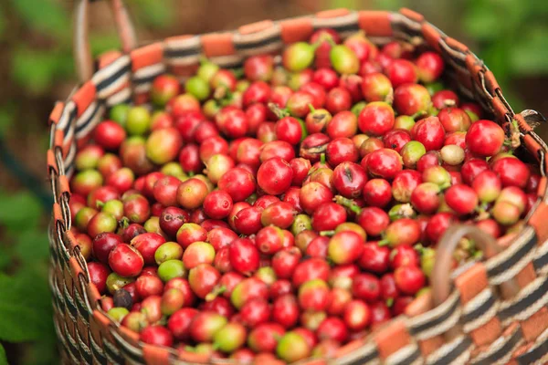 Arabica kahve sepeti Bolaven Plato üzerinde çilek. 
