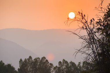 Asya Openbill leylek toplama düşen güneş, ağaç üzerinde 