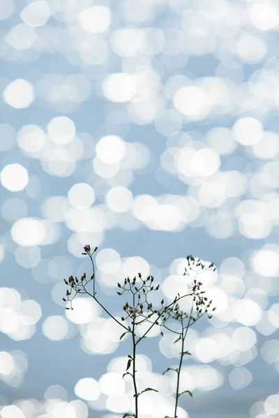 闪闪发光的水与一朵小花. — 图库照片