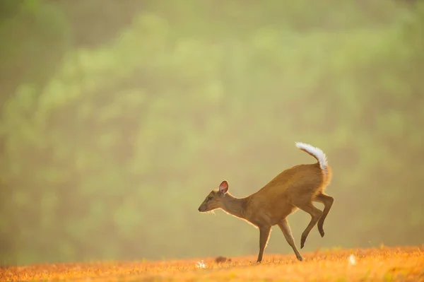 Primeiro passo do bebê Muntjac no prado dourado no mar da primavera — Fotografia de Stock