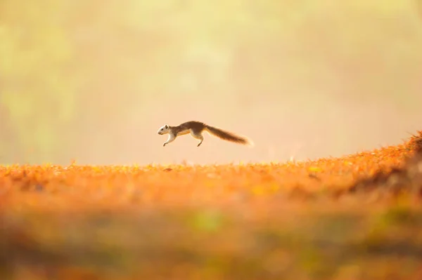 Primer paso de una pequeña ardilla variable en el prado dorado — Foto de Stock