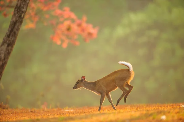 Première étape de bébé Muntjac sur la prairie dorée dans la mer de printemps — Photo