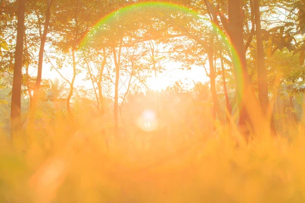 Amanecer dorado brilla alrededor del árbol y los pastizales . — Foto de Stock