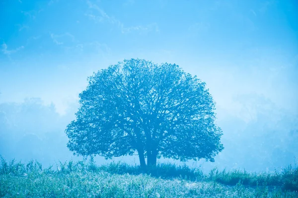 Grassl の木と朝の露の周りを青い投光 — ストック写真