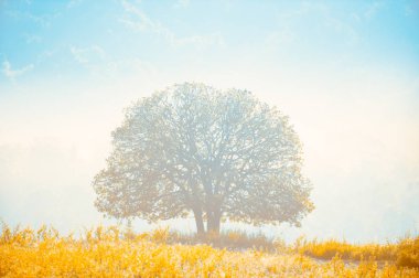 Ağaç ve sarı otlak etrafında aşağı Altın ışık parlar.